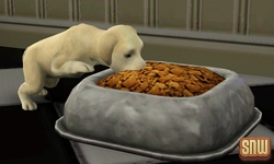 De Sims 3 Beestenbende: BaBa de hond