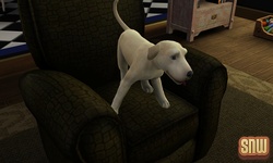 De Sims 3 Beestenbende: BaBa de hond