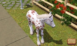 De Sims 3 Beestenbende: GooGoo het paard