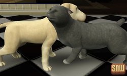 De Sims 3 Beestenbende: BaBa de hond en Oopsie-Daisy de kat