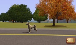 De Sims 3 Beestenbende: Zwerfhond